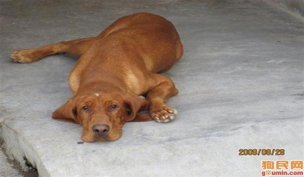 寻血猎犬使用教程三角洲(给我详细的寻血猎犬使用三角洲的教程) 寻血猎犬使用教程三角洲(给我详细的寻血猎犬使用三角洲的教程)