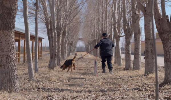 三角洲哪里能买到寻血猎犬(三角洲寻血猎犬哪里卖得正宗?) 三角洲哪里能买到寻血猎犬(三角洲寻血猎犬哪里卖得正宗?)