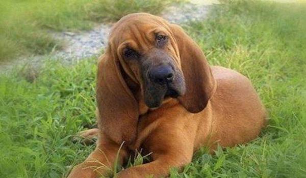 三角洲寻血猎犬队友不追缴吗(三角洲寻血猎犬队友会被追缴吗?) 三角洲寻血猎犬队友不追缴吗(三角洲寻血猎犬队友会被追缴吗?)