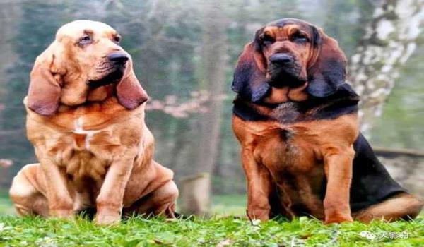 三角洲寻血猎犬一般玩啥角色(三角洲寻血猎犬一般玩哪个角色最好?) 三角洲寻血猎犬一般玩啥角色(三角洲寻血猎犬一般玩哪个角色最好?)